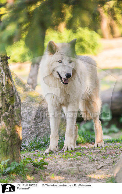 Polarwolf / arctic wolf / PW-10238