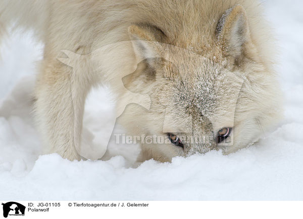 Polarwolf / arctic wolf / JG-01105
