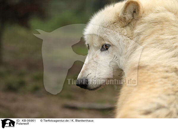Polarwolf / KB-06961