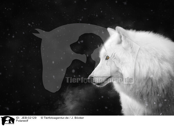 Polarwolf / arctic wolf / JEB-02129