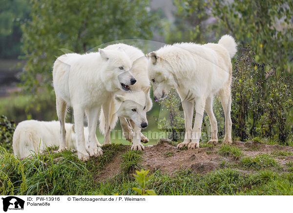 Polarwlfe / arctic wolves / PW-13916