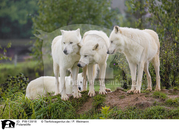 Polarwlfe / arctic wolves / PW-13918