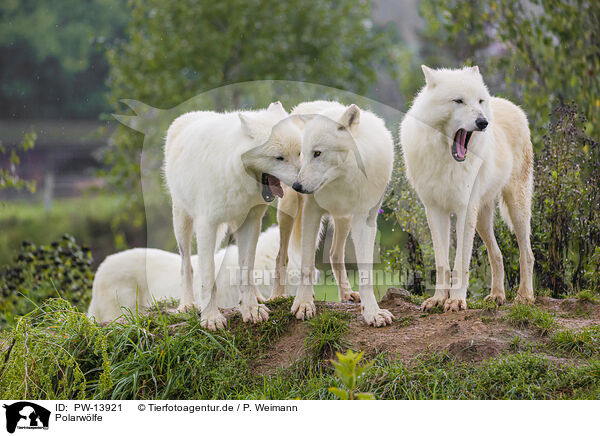 Polarwlfe / arctic wolves / PW-13921