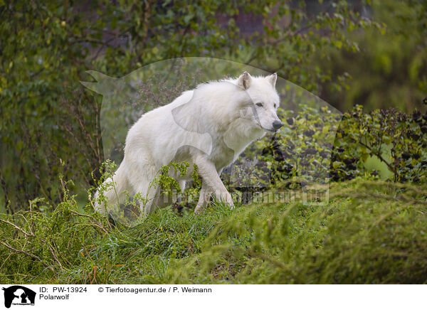 Polarwolf / arctic wolf / PW-13924