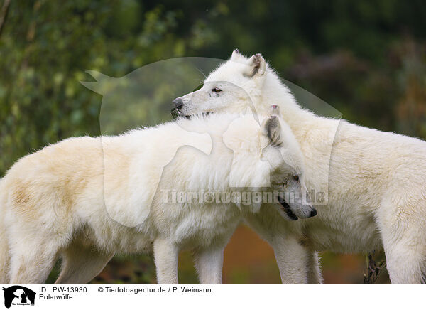 Polarwlfe / arctic wolves / PW-13930
