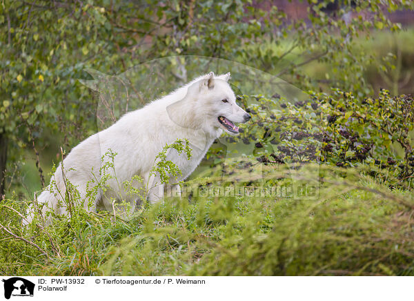 Polarwolf / arctic wolf / PW-13932