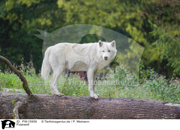 Polarwolf / arctic wolf / PW-15958