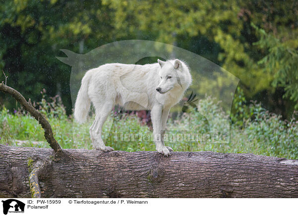 Polarwolf / arctic wolf / PW-15959