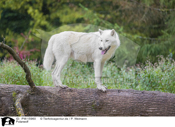 Polarwolf / arctic wolf / PW-15960