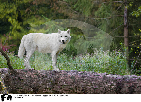 Polarwolf / arctic wolf / PW-15963