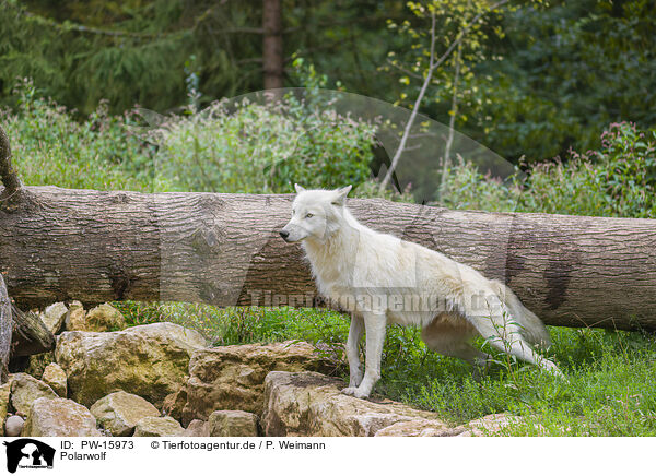 Polarwolf / arctic wolf / PW-15973