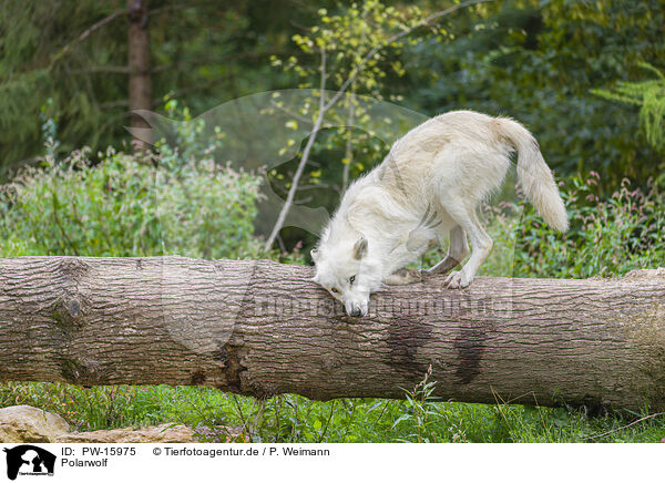 Polarwolf / arctic wolf / PW-15975