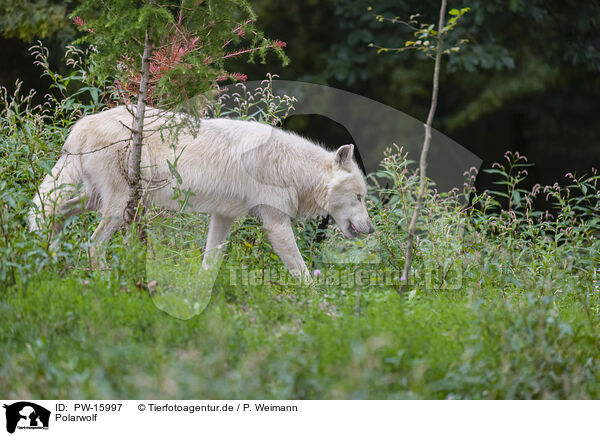 Polarwolf / arctic wolf / PW-15997