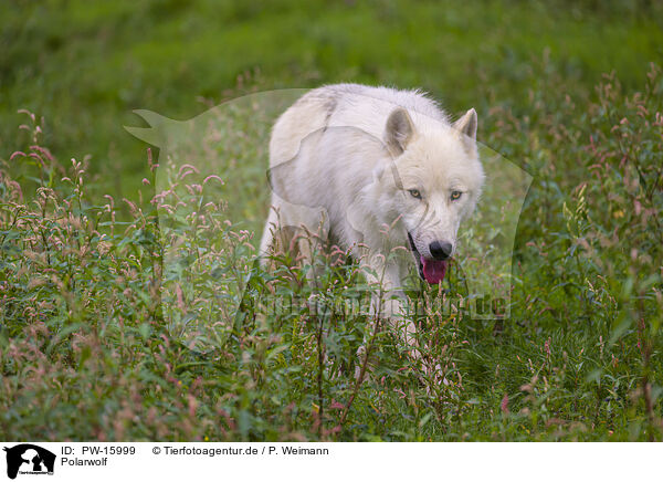 Polarwolf / arctic wolf / PW-15999