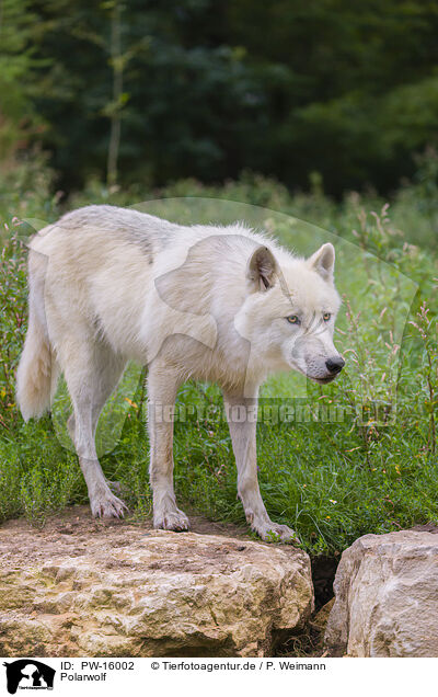 Polarwolf / arctic wolf / PW-16002