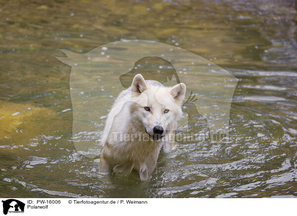 Polarwolf / PW-16006
