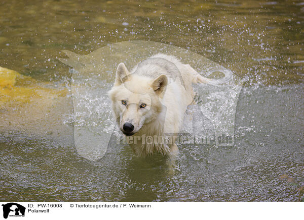 Polarwolf / PW-16008