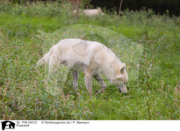 Polarwolf / arctic wolf / PW-16012
