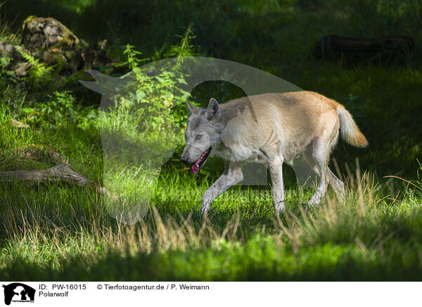 Polarwolf / arctic wolf / PW-16015