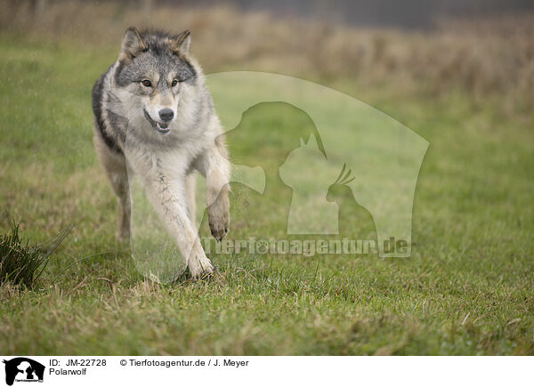 Polarwolf / JM-22728