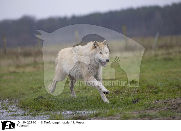 Polarwolf / JM-22740