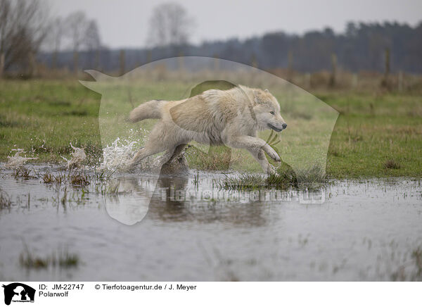 Polarwolf / Arctic Wolf / JM-22747