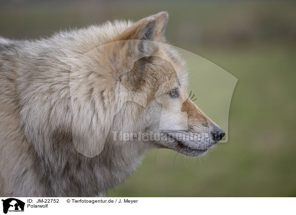 Polarwolf / Arctic Wolf / JM-22752