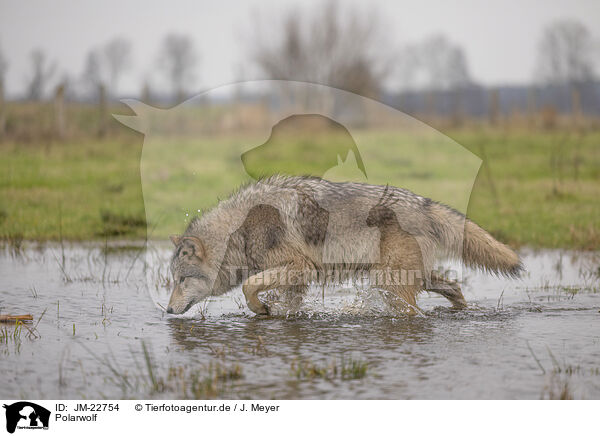 Polarwolf / Arctic Wolf / JM-22754