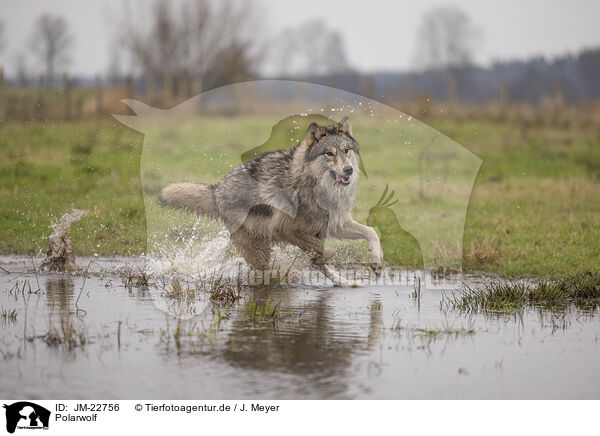 Polarwolf / Arctic Wolf / JM-22756