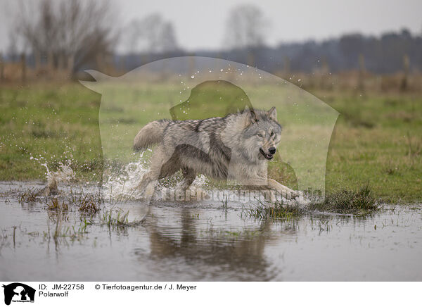Polarwolf / JM-22758