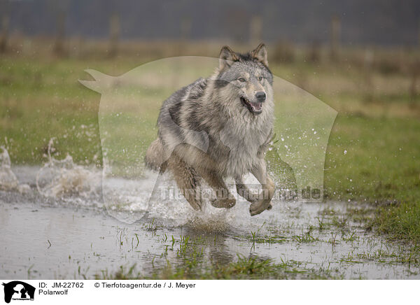 Polarwolf / JM-22762