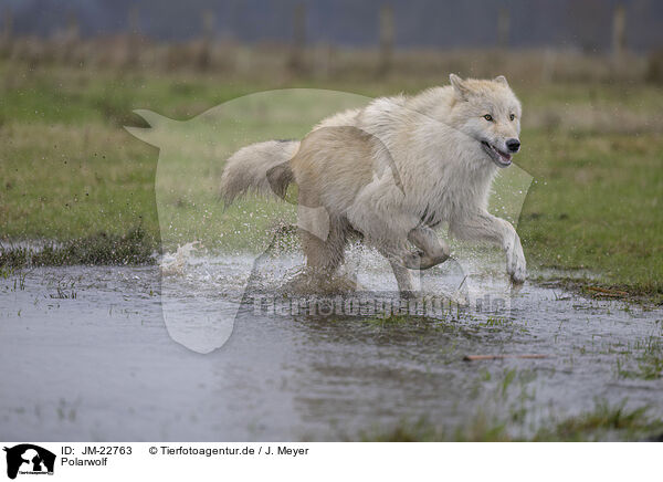 Polarwolf / JM-22763