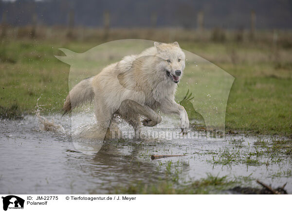 Polarwolf / JM-22775