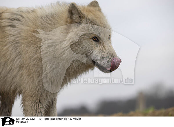 Polarwolf / JM-22822