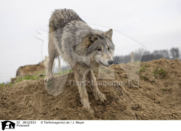 Polarwolf / Arctic Wolf / JM-22823