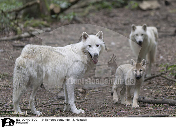Polarwolf / JOH-01599