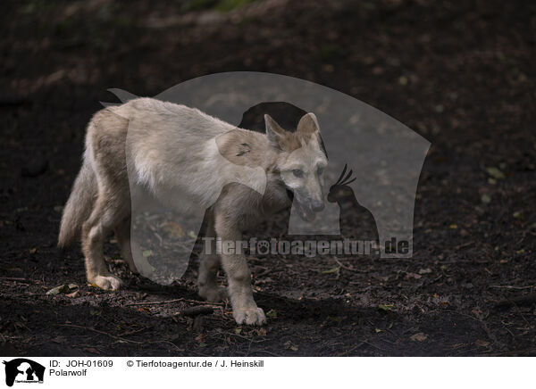Polarwolf / Arctic wolf / JOH-01609