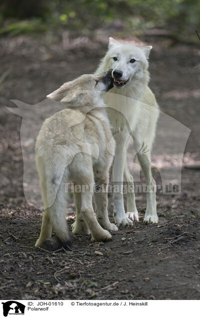 Polarwolf / JOH-01610