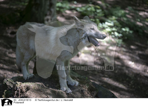 Polarwolf / JOH-01613