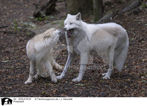 Polarwolf / JOH-01616