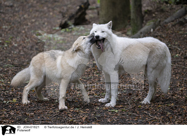Polarwolf / Arctic wolf / JOH-01621