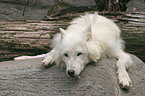 liegender Polar Wolf