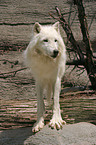 stehender Polar Wolf