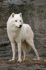 Polar Wolf