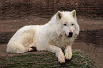 liegender Polarwolf