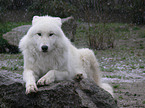 liegender Polarwolf