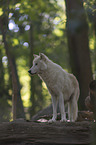 Polarwolf