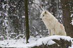 Polarwolf