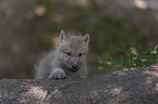 junger Polarwolf