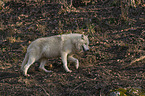 laufender Polarwolf